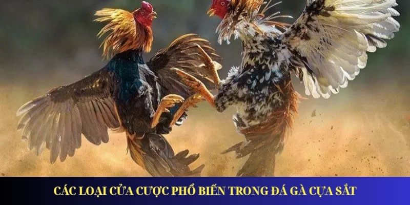 Đá Gà Cựa Sắt - Xu Hướng Giải Trí Được Ưa Chuộng Nhất 2026 Các loại cửa cược phổ biến trong đá gà cựa sắt