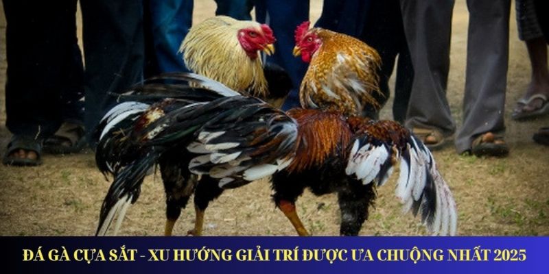 Đá Gà Cựa Sắt - Xu Hướng Giải Trí Được Ưa Chuộng Nhất 2026 da ga cua sat