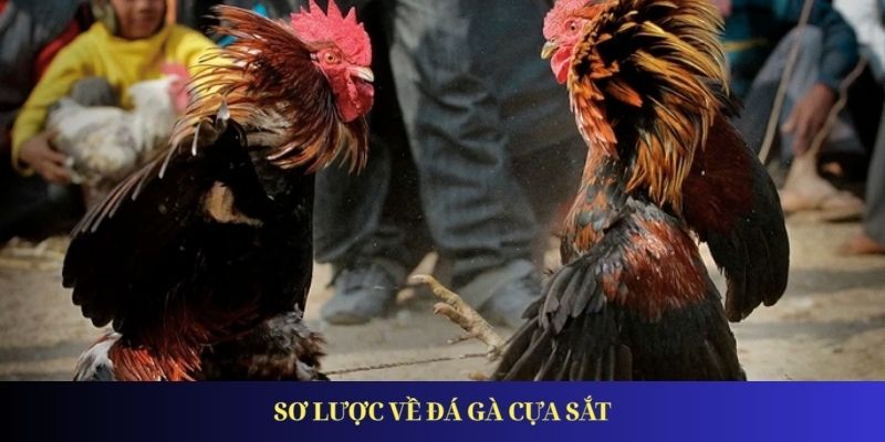 Đá Gà Cựa Sắt - Xu Hướng Giải Trí Được Ưa Chuộng Nhất 2026 Sơ lược về đá gà cựa sắt